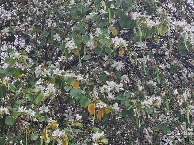 【廣州的花花們】三月的花開(kāi)了