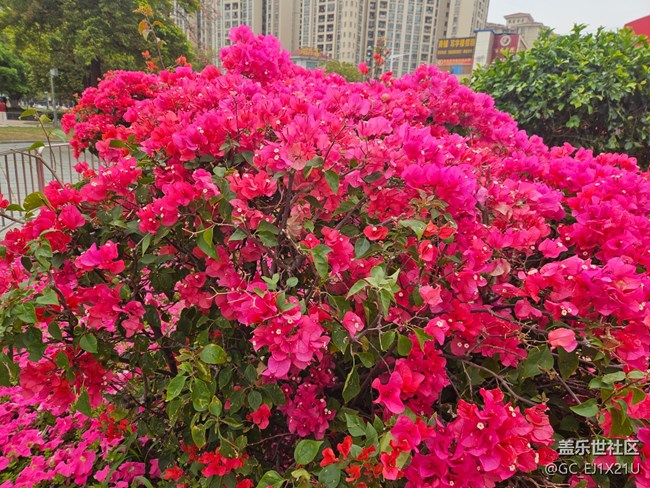 【廣州的花花們】艷麗的鮮花