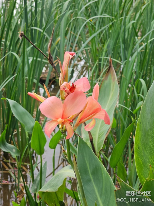 【咬春食補(bǔ)圖鑒】午后