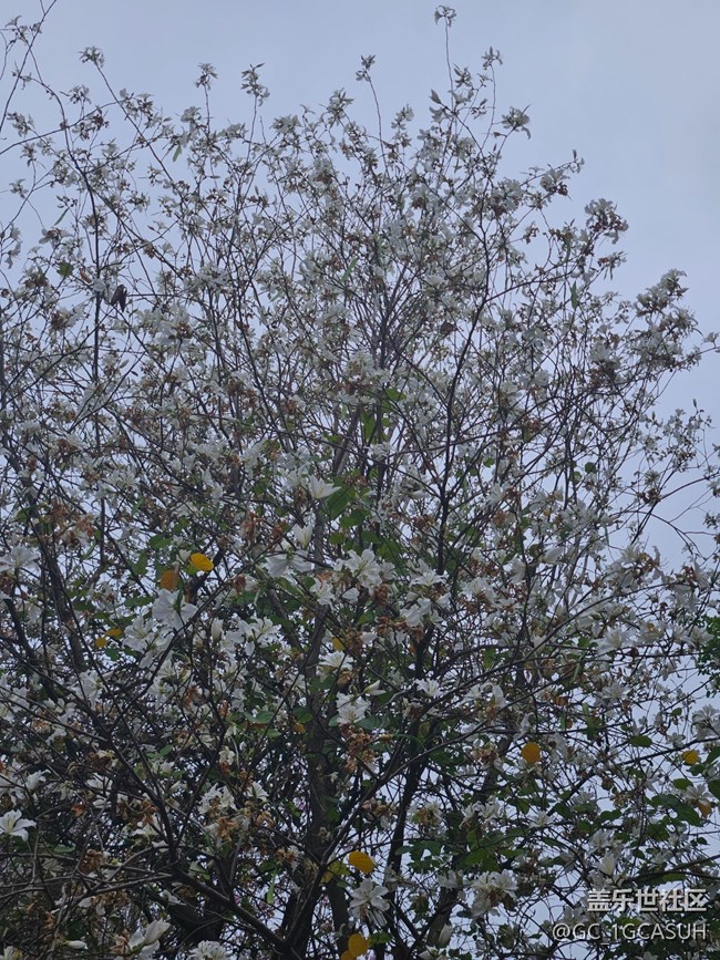 【廣州的花花們】邂逅美好的花