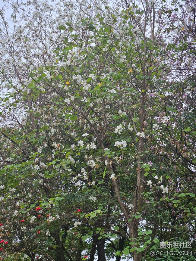 【廣州的花花們】邂逅美好的花
