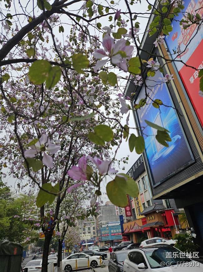 【廣州的花花們】路邊的花