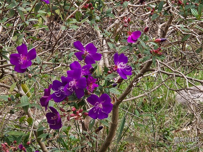 【廣州的花花們】紫色的鮮花