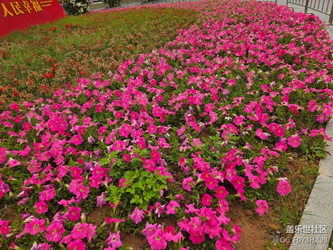 【廣州的花花們】公園的花
