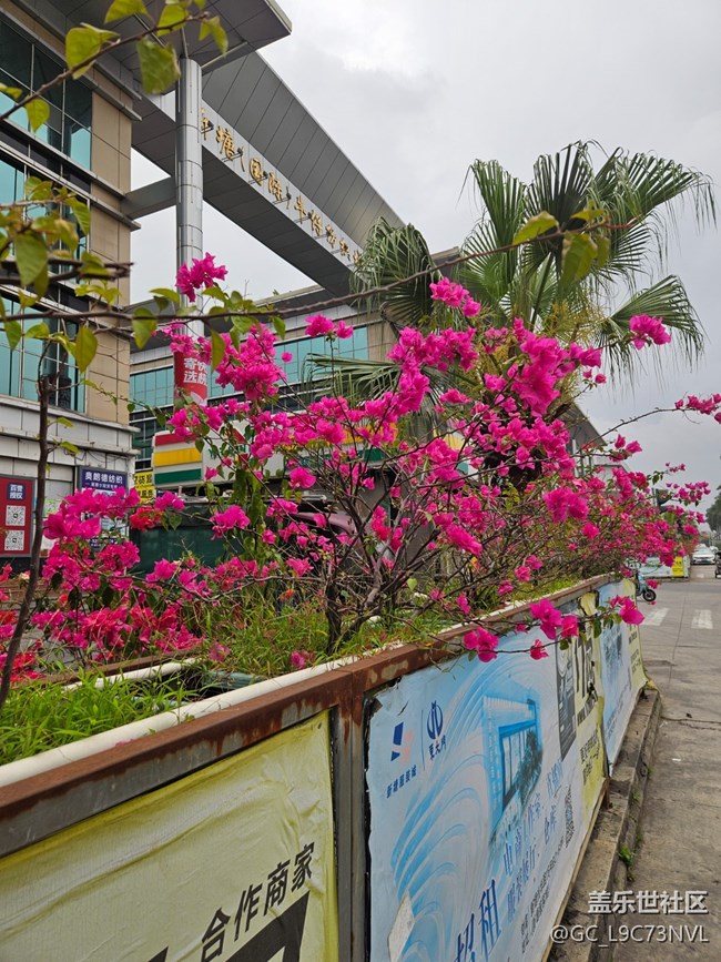 【廣州的花花們】路邊盛開的花