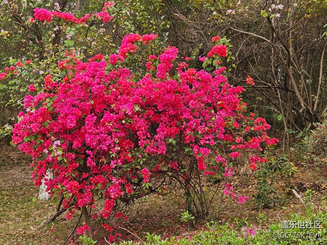 【廣州的花花們】春日浪漫花開
