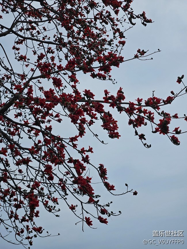 【廣州的花花們】木棉花