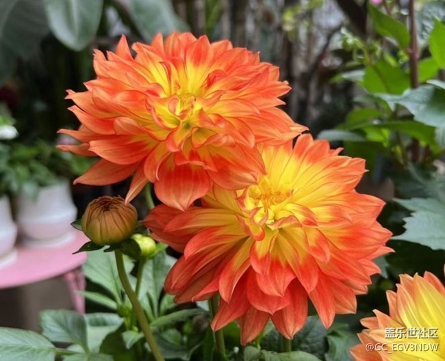 【廣州的花花們】花開富貴