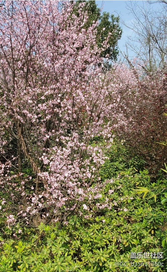 【廣州的花花們】春花