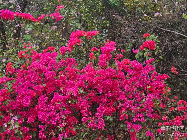 【廣州的花花們】春日浪漫花開