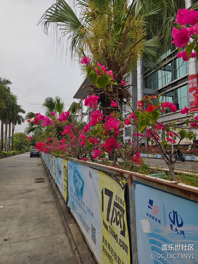 【廣州的花花們】路邊盛開的花