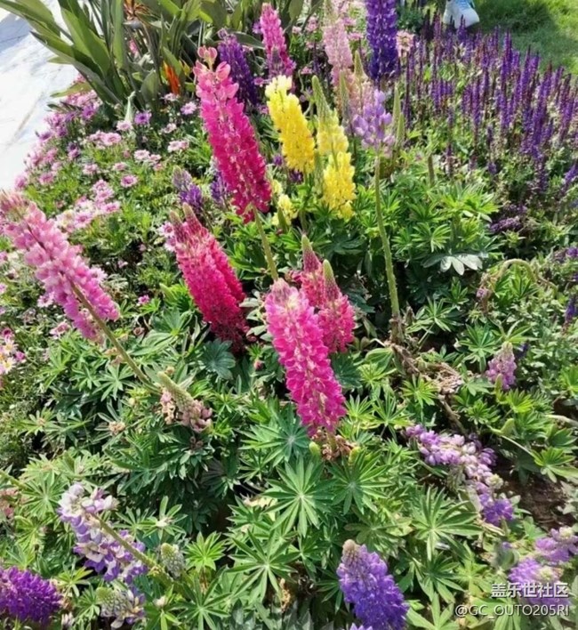 【廣州的花花們】花的世界