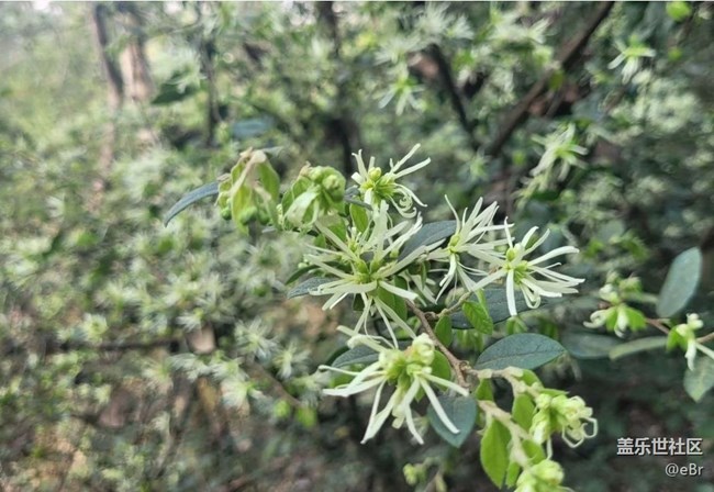 【廣州的花花們】開花了