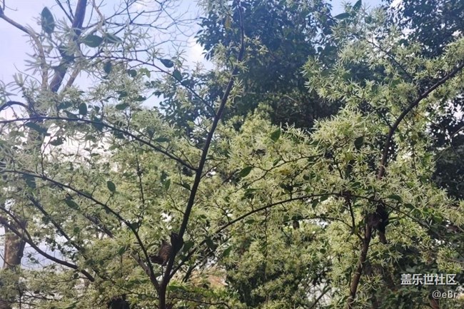 【廣州的花花們】開花了