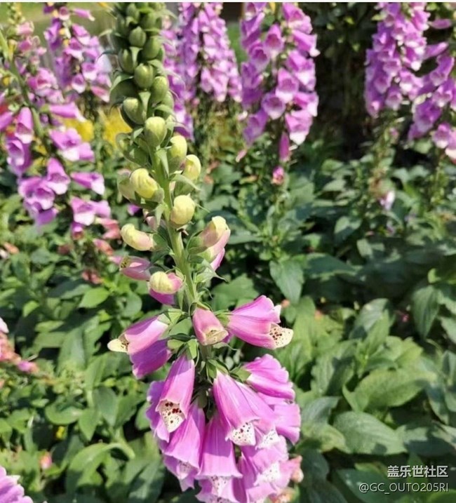 【廣州的花花們】花的世界