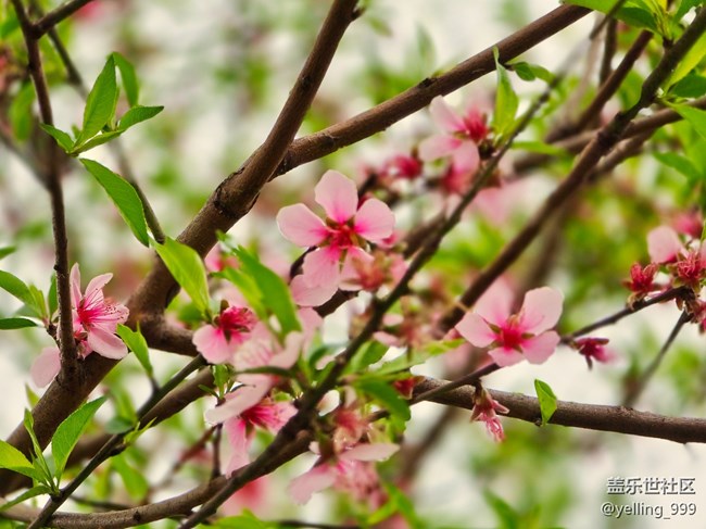 上海星部落3月29日閔行文化公園線下攝影活動(dòng)回顧帖
