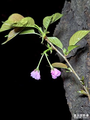 【春之夜】+25U夜拍