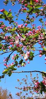花開(kāi)花落花滿天