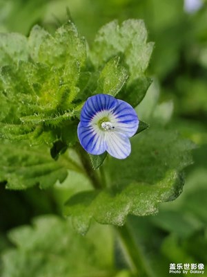 【生機(jī)盎然的世界】+花