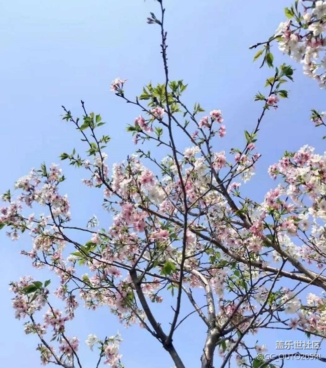 【廣州的花花們】花的世界