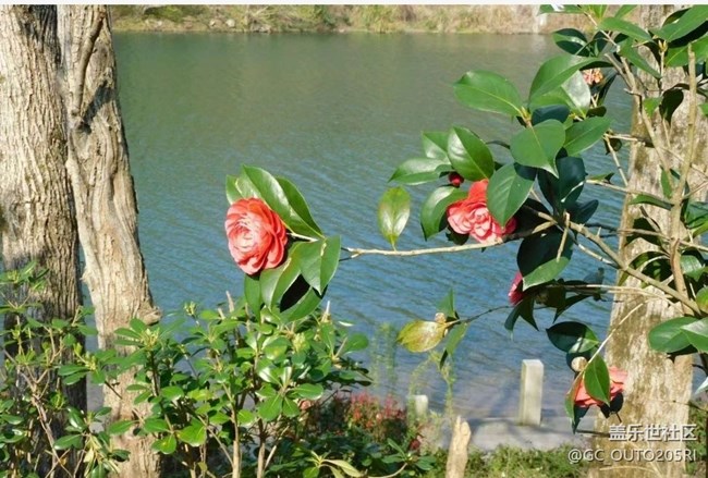 【春日踏青季】拍花