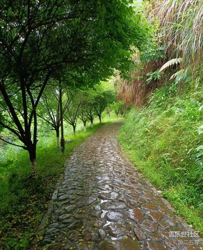 【春日踏青季】春雨