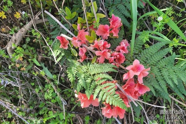 【春日踏青季】綠油油的青山