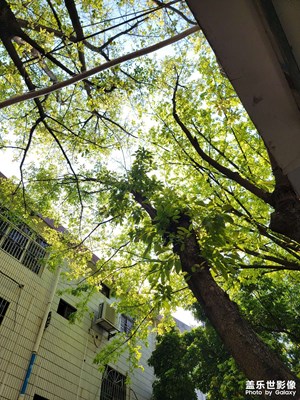 【生機(jī)盎然的世界】春天隨拍