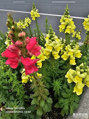 【春之夜】+鮮花