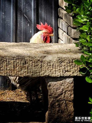 【生機(jī)盎然的世界】+都市里的田園生活