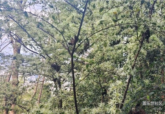 【廣州的花花們】開花了