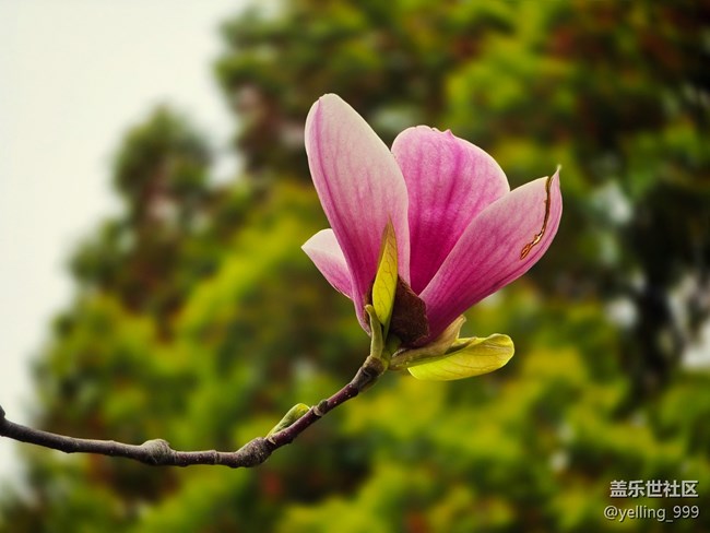 上海星部落3月29日閔行文化公園線下攝影活動(dòng)回顧帖