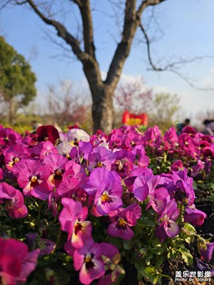 【生機(jī)盎然的世界】+陽光下的三色堇