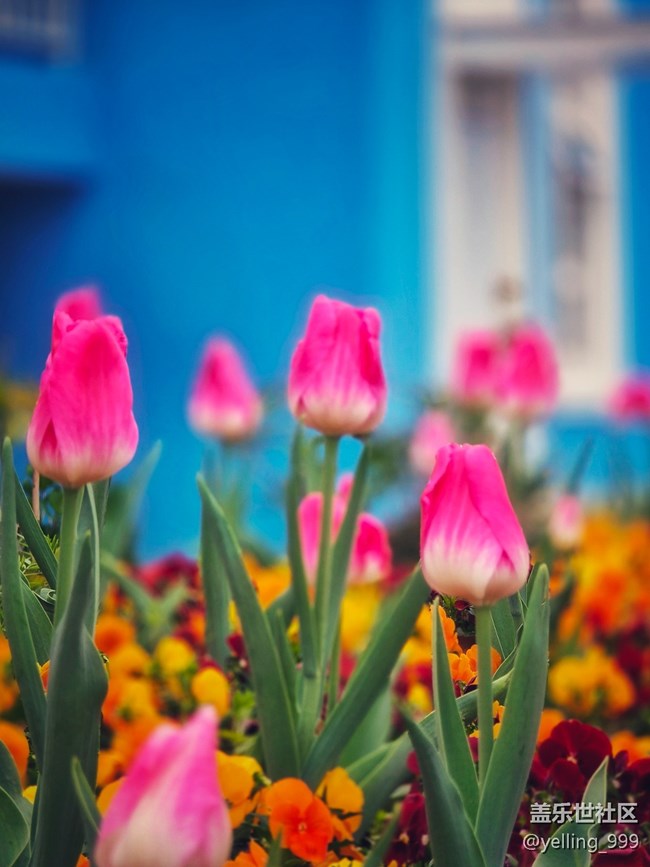 上海星部落3月29日閔行文化公園線下攝影活動(dòng)回顧帖