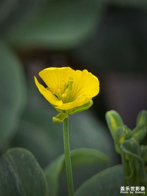 25U長(zhǎng)焦鏡頭下的油菜花