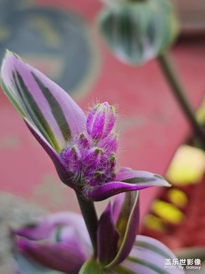 大家看看那個(gè)是2億像素拍的，哈哈