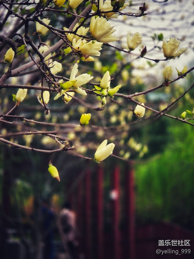 上海星部落3月29日閔行文化公園線下攝影活動(dòng)回顧帖