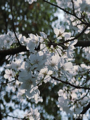 中國院子?夢溪苑隨拍
