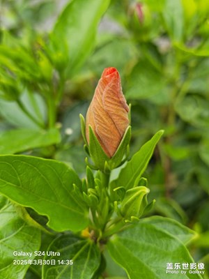 【生機盎然的世界】春韻