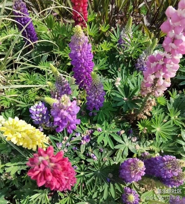 【廣州的花花們】花的世界