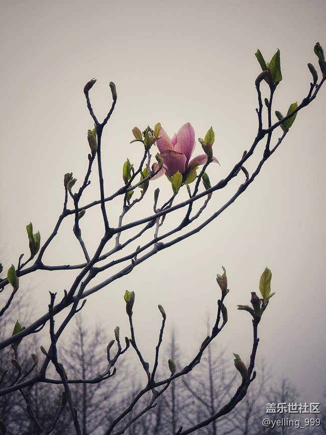 上海星部落3月29日閔行文化公園線下攝影活動(dòng)回顧帖