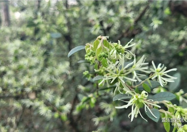 【廣州的花花們】開花了