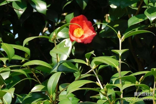 【春日踏青季】拍花