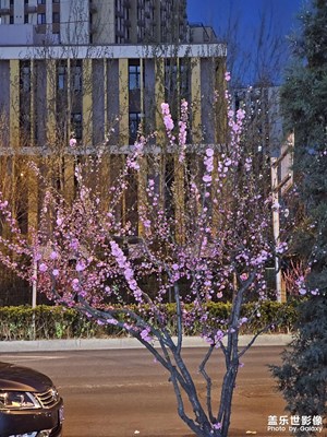 【春之夜】+桃花依舊笑春風(fēng)