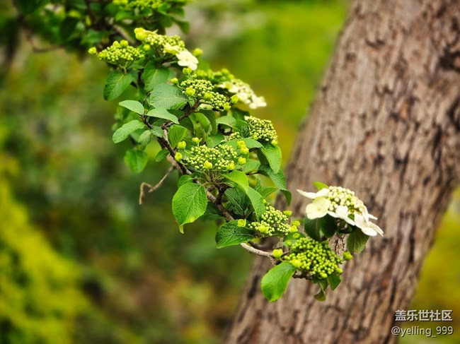 上海星部落3月29日閔行文化公園線下攝影活動(dòng)回顧帖