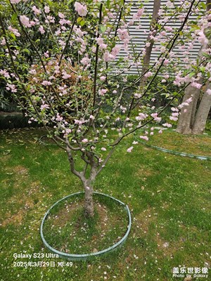 【舂之夜】+櫻花