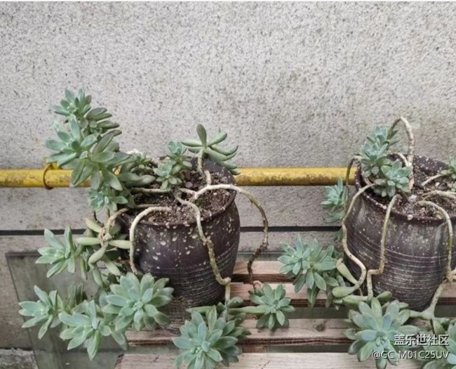 【春日踏青季】后花園