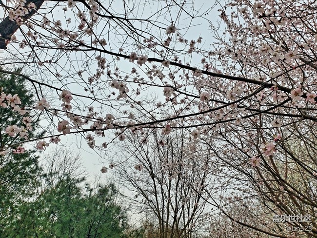 【約定3月的旅行】+一路花開