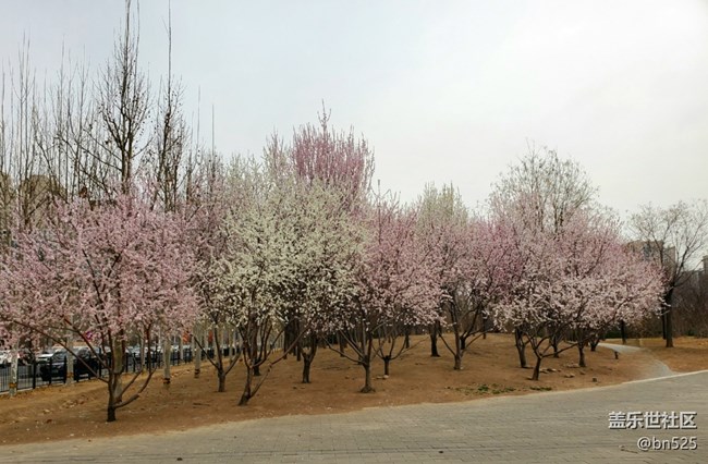 【約定3月的旅行】+一路花開