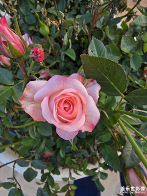 【生機(jī)盎然的世界】我愛春天